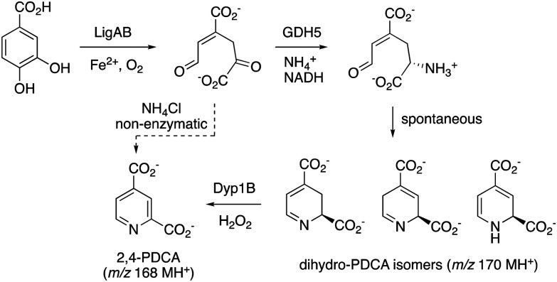 Proposed pathway for conversion of protocatechuic acid (PCA) into 2,4-pyridinedicarboxylic acid (2,4-PDCA)viaRjGDH5 and Dyp1B. The non-enzymatic cyclisation of CHMS into 2,4-PDCA is also shown.