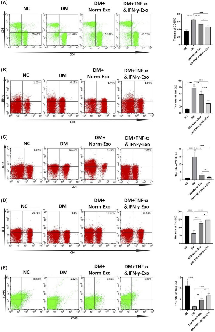 Effects of HUCMSC-Exo on CD4+T cells and its subtypes in T1DM mice(A) Changes in the proportion of CD4+T cells (CD4+) in the spleen was determined by Flow cytometry. (B-E) Changes in the proportion of CD4+T cells’ subtypes in the spleen was determined by Flow cytometry. Th1 cells: CD4+and IFN-γ+(B); Th17 cells: CD4+and IL-17+(C); Th2 cells: CD4+and IL-4+(D); Treg cells: CD4+, CD25+and Foxp3+. (E) (n= 5), statistical analysis was conducted using one-way ANOVA with Tukey’s post hoc test for multiple comparisons, ns indicates no significant difference,P> 0.05, *P< 0.05, **P< 0.01, ****P< 0.0001. Data are presented relative to the non-diabetic control (NC) group, which serves as the physiological baseline.