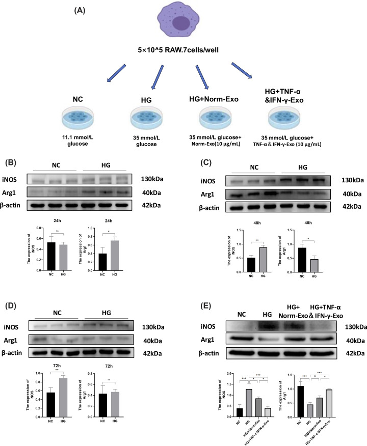 MSC-Exo exhibited polarization regulatory effects on high‐glucose stimulatedRAW264.7 cells(A) Grouping and processing methods of cell experiment. (B–D) WB and quantification results of iNOS and Arg1 in RAW264.7 cells cultured with high glucose (35 mmol/l) for 24 h, 48 h, and 72 h (full-length uncropped blots are shown in Supplementary Figure S9). (E) WB and quantification results of iNOS and Arg1 in RAW264.7 cells (full-length uncropped blots are shown in Supplementary Figure S10). (n= 3). Two groups were performed using unpairedt-test. For multiple group comparisons, one-way ANOVA with Tukey’s post-hoc test, ns indicates no significant difference,P> 0.05, *P< 0.05, **P< 0.01, ***P< 0.001.