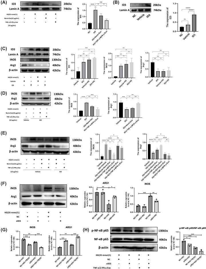 ID3 was involved in Exo-mediated macrophage polarization(A) WB confirmed the expression of ID3 was upregulated in high glucose (HG, 35 mM) group and was downregulated after Norm-Exo and TNF-α&IFN-γ-Exo treatment (full-length uncropped blots are shown in Supplementary Figure S11). (B) ID3 overexpression transfection of RAW 264.7 cells. The expression level of ID3 was detected using WB and quantified by ImageJ (full-length uncropped blots are shown in Supplementary Figure S12). (C) After ID3 overexpression transfection of RAW 264.7 cells for 24 h, followed by cultured with HG (35 mM) for 48 h. The expression level of ID3, iNOS, and Arg1 was detected using WB and quantified by ImageJ (full-length uncropped blots are shown in Supplementary Figure S13). (D) After ID3 overexpression transfection of RAW 264.7 cells for 24 h, followed by treatment with Norm-Exo and TNF-α&IFN-γ-Exo for 48 h. The expression level of iNOS and Arg1 was detected using WB and quantified by ImageJ (full-length uncropped blots are shown in Supplementary Figure S14). (E) After ID3 overexpression transfection of RAW 264.7 cells for 24 h, followed by cultured with HG (35 mM) for 48 h, then treated with Norm-Exo and TNF-α&IFN-γ-Exo for 48 h. The expression level of iNOS and Arg1 was detected using WB and quantified by ImageJ (full-length uncropped blots are shown in Supplementary Figure S15). (F) Cells were transfected with si-NC or si-ID3 and treated with normal glucose (NG, 5.5 mM) or HG (35 mM) for 48 h. Protein expression of iNOS and Arg1 was assessed by WB. β-actin served as a loading control. Quantitative analysis is shown in the right panels. Full-length uncropped blots are shown in Supplementary Figure S16. (G) RAW 264.7 cells were transfected with either negative control siRNA (si-NC) or ID3-specific siRNA (si-ID3), followed by treatment with HG (35 mM) alone or in combination with TNF-α&IFN-γ-Exo (10 μg/ml) for 48 h. The mRNA expression levels of the M1 marker iNOS and the M2 marker Arg1 were assessed by qRT-PCR and normalized to β-actin. (H) RAW 264.7 cells were treated as in panel (G). Protein levels of phosphorylated p65 (p-p65) and total p65 (t-p65) were assessed by WB after 1-2 h of treatment. β-actin served as a loading control. The p-p65/t-p65 ratio was quantified and normalized to the NC + HG group. Full-length uncropped blots are shown in Supplementary Figure S17. (n= 3), statistical analysis was performed using one-way ANOVA followed by Tukey’s post hoc test, ns indicates no significant difference,P> 0.05, *P< 0.05, **P< 0.01, ***P< 0.001, ****P< 0.0001.
