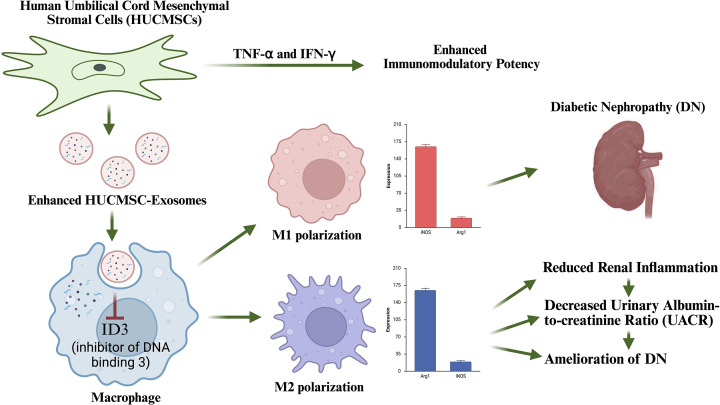 Schematic illustration of the proposed mechanism by which TNF-α&IFN-γ-pretreated MSC-derived exosomes regulate macrophage polarizationExosomes are taken up by macrophages, leading to suppression of ID3 expression, thereby promoting a shift from pro-inflammatory M1 to anti-inflammatory M2 phenotype. This ultimately results in reduced renal inflammation and improved outcomes in DN. Figure created in Biorender.com.