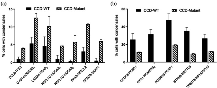Effect of charge mutations on condensate formation in fusion proteins with low‐ and high‐condensation coiled‐coil domains (CCD). (a) CCD mutations designed to increase coiled‐coil extension probability in fusion proteins enhance LLPS. (b) CCD mutations designed to decrease coiled‐coil extension probability in fusion proteins reduce the percentage of cells with condensates. Data are presented as mean ± standard deviation from ≥3 independent experiments. For each condition, a minimum of 40 confocal images were acquired per experiment, and approximately 600 cells per construct were analyzed to determine the fraction of condensate‐positive cells.