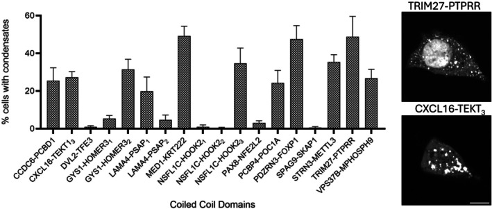 The coiled‐coil domain alone in condensate formation. Bar graph shows the fraction of cells exhibiting condensates. Higher percentage suggests higher potency in forming condensates. Multiple coiled‐coils from the same fusion protein are labeled with a subscript. Data are presented as mean ± standard deviation from ≥3 independent experiments. For each condition, a minimum of 40 confocal images were acquired per experiment, and approximately 600 cells per construct were analyzed to determine the fraction of condensate‐positive cells. Representative images of condensation via coiled‐coil domain alone are shown on the right. Scale bar: 10 μm.