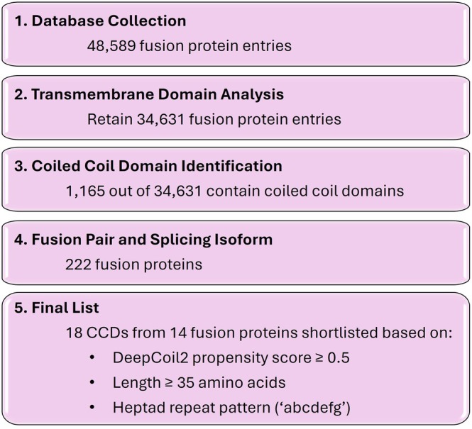Workflow for the identification of candidate fusion proteins (FPs) containing coiled‐coil domains (CCDs). A large database of fusion proteins was processed by transmembrane domain analysis, CCD prediction to a final set of 14 FPs and correspondingly 18 CCDs for further testing.