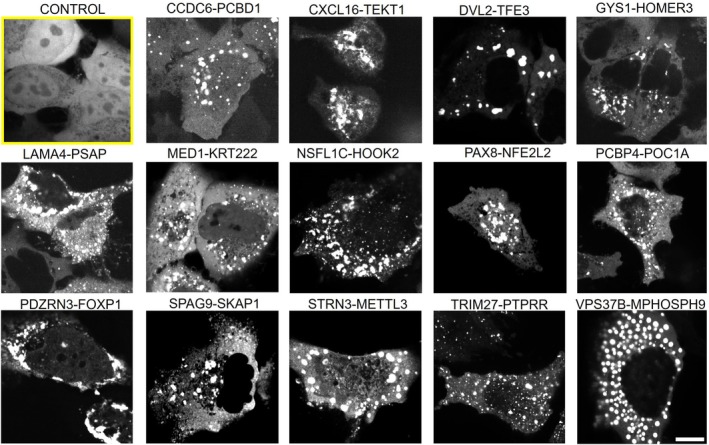Coiled‐coil domains (CCD)‐containing fusion proteins form condensates in U2OS cells. Bright puncta indicate condensate formation. Control group (highlighted yellow box) expressing mEGFP alone showed diffuse distribution without condensates. Scale bar: 10 μm.