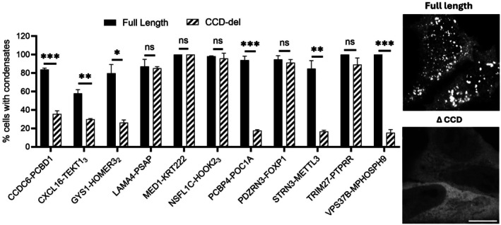 The comparison between full‐length fusion proteins and coiled‐coil domain (CCD) deletion mutants in condensate formation. Quantification of the fraction of cells with condensates is shown. Full‐length proteins are shown as black bars and CCD‐deletion mutants (ΔCCD) are shown as hatched bars. Data are presented as mean ± standard deviation from ≥3 independent experiments. For each condition, a minimum of 40 confocal images were acquired per experiment, and approximately 600 cells per construct were analyzed to determine the fraction of condensate‐positive cells. Representative fluorescence microscopy images (right) illustrate condensates in full‐length PCBP4‐POC1A protein and reduced condensation in the corresponding ΔCCD mutants. Statistical significance was determined by unpairedt‐test (ns = not significant; *p< 0.05; **p< 0.01; ***p< 0.001). Scale bar: 10 μm.