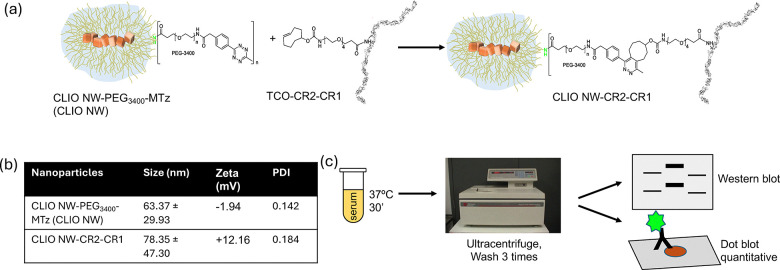 Click coupling procedures of CR2-CR1 to PEGylated cross-linked dextran iron oxide nanoworms (CLIO NW) (a), their hydrodynamic size and electrokinetic potential characteristics (b), and immunological processing procedures in human sera (c). In nanoworm drawings, yellow indicates dextran and brown represents iron oxide nanocrystals. Details of chemical, analytical, and immunological procedures are presented in the supplementary information (SI) file. NWs were colloidally stable for at least 3 months when stored at 4 °C in phosphate-buffered saline and the data presented is based on NWs approximately 1 month after preparation.