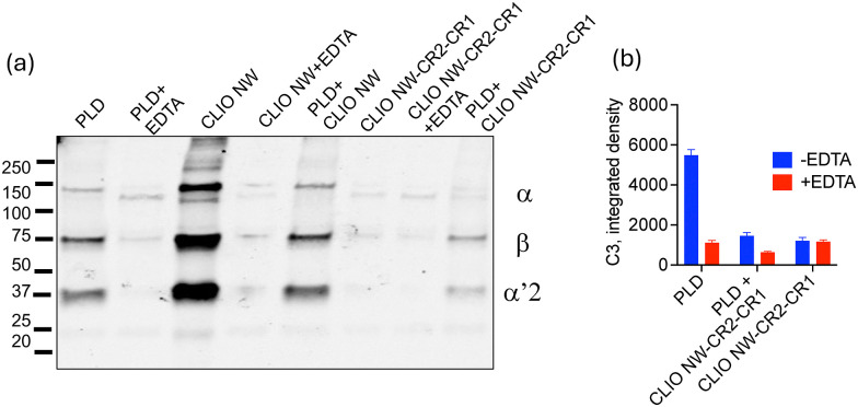CLIO NW-CR2-CR1 suppresses C3 opsonisation of PEGylated liposomal doxorubicin (PLD). Western blot (a) and dot blot (b) analysis of inhibitory effect of CLIO NW-CR2-CR1 (5% v/v) on total C3 binding and opsonisation of PLD in a human serum (F62).