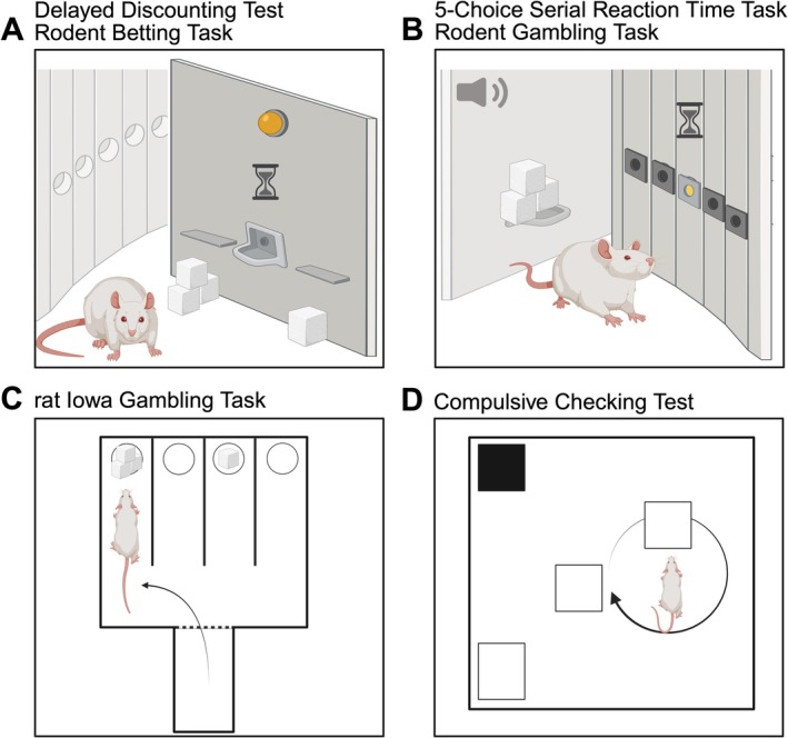 Schematic representation of rodent behavioural tests mimicking human impulsive‐compulsive behaviour. (A) The delayed discounting and the rodent betting task are conducted in operant chambers. They are based on the animal's choice between two options, often presented as levers associated with the delivery of a wager, under conditions of variable reward delays or limited response time. (B) The five‐choice serial reaction time task and the rodent gambling task are also performed in operant chambers. They require the rat to make a nose‐poke response within a specific timeframe in one of the illuminated holes to receive a reward. (C) The manual version of the rat Iowa gambling task is performed in a maze where the rat is free to choose between two arms that are baited with either advantageous or disadvantageous reward choices. (D) The compulsive checking test is performed in an open arena where the rat is free to explore and perform ‘checking’ behaviour directed at different objects. Created in BioRender. Cenci Nilsson, A. (2026,https://BioRender.com/wa0ugsn).