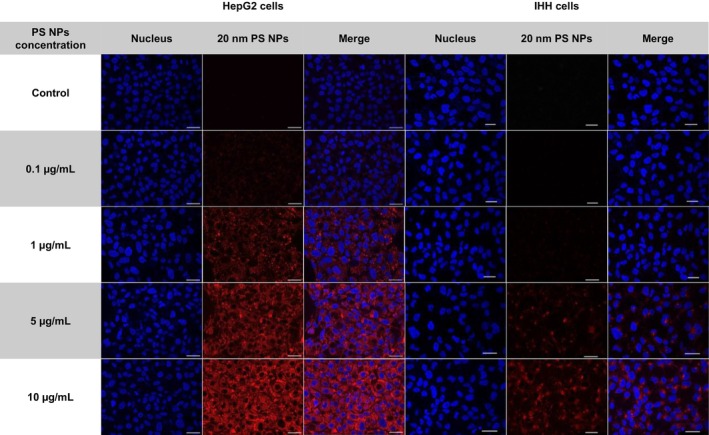 Confocal microscopy images of HepG2 (left panel) and IHH (right panel) cell lines exposed to 20 nm PS NPs at 63×, scale bar represents 25 μm.