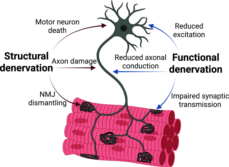 Structural and functional denervation in ageing skeletal muscleSchematic overview of structural and functional denervation in ageing skeletal muscle. Structural denervation involves loss of neural elements, including motor neuron death, axonal degeneration, and NMJ dismantling. Functional denervation reflects impaired neural transmission despite preserved anatomy, arising from reductions in firing, conduction, and synaptic efficacy. Functional denervation may precede irreversible structural loss and represents a potentially reversible stage of neuromuscular impairment.
