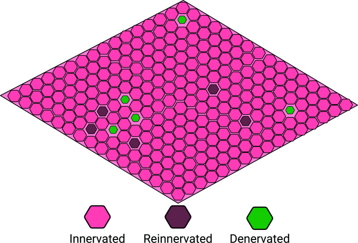 Dynamic mosaic of muscle fibre denervation and reinnervation in ageingConceptual schematic of a whole muscle cross-section illustrating the spatial coexistence of normally innervated, denervated, and reinnervated fibres, reflecting ongoing cycles of denervation and compensatory reinnervation.