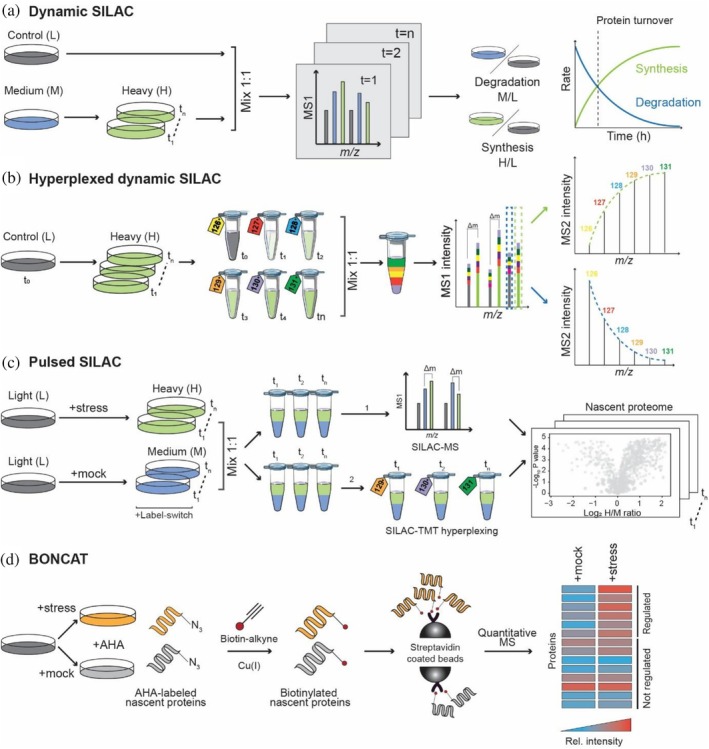 Proteomic strategies to monitor protein turnover and nascent proteins. (a, b) Protein turnover analysis using dynamic stable isotope labeling by amino acids in cell culture (SILAC) methods. (a) Cells initially grown in light (L) medium are shifted to medium‐heavy (M) or heavy (H) SILAC amino acid‐containing medium. Samples collected at multiple time points (t1–tn) are mixed 1:1 with an independent control (L) and analyzed by LC–MS. The incorporation of heavy Arg/Lys into newly synthesized proteins and the decrease of medium‐heavy labeled peptides allow quantification of synthesis (H/L) and degradation (M/L) rates from MS1 spectra and thereby proteome‐wide estimation of protein turnover rates. (b) Multiplexed dynamic SILAC approach. Cells are switched from light (time point zero,t0) to heavy SILAC medium and harvested at successive time points (t1–tn). Protein samples are digested using trypsin, peptides labeled with tandem mass tags (TMT) and combined in equal ratios for hyperplexed mass spectrometry (MS) analysis. The time‐dimension is encoded in the TMT labels, while pre‐existing and newly synthesized proteins are differentiated by the SILAC labels. Time‐resolved quantification of either degradation (selection of light label in MS1) or synthesis (heavy label in MS1) is achieved through reporter ion signals on the MS2 level. Protein synthesis and degradation curves are calculated for protein turnover estimation as indicated in (a). (c) Pulsed SILAC for nascent chain proteomics. Control and stressed cells are switched from light (L) to heavy (H) or medium‐heavy (M) SILAC medium, respectively. Samples collected at different time points are mixed in equal ratio and sequentially analyzed by LC–MS. Quantification of changes in the nascent proteome is based on M to H peptide peaks in MS1 spectra (1). Alternatively, mixed SILAC samples of different time points can be labeled with TMT, pooled, and analyzed in a single MS experiment (2). Quantification is achieved on the MS2 level for nascent proteins from stressed and control cells encoded by heavy and medium‐heavy MS1 peaks, respectively. (d) Bioorthogonal non‐canonical amino acid tagging (BONCAT) using L‐azidohomoalanine (AHA) for nascent chain proteomics. Cells are incubated with AHA, which is incorporated into newly synthesized proteins under mock or stress conditions. AHA‐containing proteins are selectively conjugated to biotin‐alkyne via Cu(I)‐catalyzed click chemistry, enriched using streptavidin beads, and analyzed by quantitative MS. Relative quantification enables determining changes in the levels of newly synthesized proteins between conditions.