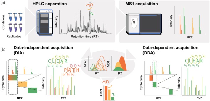 Mass spectrometry (MS) technologies in quantitative proteomics. (a) Peptide mixtures generated from, for example, stressed and non‐stressed (control) cells in biological replicates are separated by their hydrophobicity using reversed‐phase high‐performance liquid chromatography (HPLC) followed by electrospray ionization and injection into a high‐resolution tandem MS system. Peptides of different mass‐to‐charge (m/z) ratios eluting from the LC column at the same retention time (orange, yellow, and green) will produce distinct peaks in an MS1 spectrum. (b) Triggering of subsequent MS2 scans depends on the type of MS experiment. In data‐independent analysis (DIA), pre‐defined windows of the MS1 range are selected and fragmented, producing complex mixed MS2 spectra. However, this approach ensures fragmentation of all possible precursor ions independent of their measured intensities. In contrast, data‐dependent acquisition (DDA) selects the N most intense ions on the MS1 level for fragmentation, withNtypically ranging from 6 to 50. While the likelihood of producing mixed MS2 spectra is reduced compared to DIA, low‐abundant peptide ions might not be selected for fragmentation (see yellow peak). Label‐free peptide quantification is achieved by integrating the peak areas of MS1 (both approaches) or MS2 (most typical for DIA) peaks.
