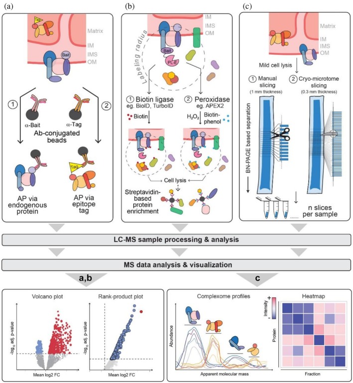 Mass spectrometry (MS)‐based proteomics strategies for the analysis of protein assemblies. (a) In classical affinity purification (AP)‐MS experiments, protein complexes are enriched from whole cell lysates or organelle‐enriched fractions using antibodies (Ab) specifically recognizing the bait protein or via epitope tags fused to the bait. Following LC–MS analysis and MS data processing, statistical significance is assessed using, for example, the limma or rank‐product test, and the resulting data are visualized as volcano or rank‐product plot, in which the mean of the log‐transformed bait‐versus‐control protein ratios (log fold‐change) is plotted against the negative log10of the corresponding adjusted (adj.)p‐value. (b) Proximity labeling (PL) approaches rely on the biotinylation of proteins in close proximity to the bait which is fused to a proximity‐labeling enzyme (PL‐E). The PL‐E can be a biotin ligase with a labeling radius of ~10 nm (BioID and related enzymes) or a peroxidase with ~20 nm radius (APEX/APEX2). Protein biotinylation requires the addition of biotin or biotin‐phenol and H2O2, respectively. Following cell lysis under harsh conditions, biotinylated proteins are enriched using streptavidin and analyzed by LC–MS. Data analysis and visualization are performed as described in (a). (c) Complexome profiling, used for the interrogation of large protein assemblies under native conditions, requires mild lysis and solubilization conditions (e.g., using digitonin) to preserve physiological (sub)complexes of soluble and membrane‐bound assemblies. Protein complexes are generally separated by blue native (BN)‐PAGE, followed by cutting the gel manually into 60–116 slices or into >200 slices using cryo‐slicing, and LC–MS analysis. The resulting MS intensities per fraction are used to establish protein abundance profiles. Assignment of proteins to distinct protein complexes is based on similarities between abundance profiles. Data are often subjected to hierarchical clustering and visualized as heat maps. IM/OM, inner/outer mitochondrial membrane; IMS, intermembrane space.