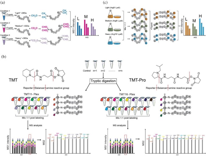 Chemical and metabolic labeling methods. (a) Dimethyl labeling involves the covalent modification of peptide N‐termini and lysine side chains with light (+28 Da), medium (+32 Da), or heavy (+36 Da) dimethyl isotopologues after protein digestion using trypsin. Differentially labeled peptides exhibit distinct mass shifts (e.g., 4 Da) in the MS1 spectrum, enabling relative quantification based on MS1 peak intensities of peptide pairs and triplets. (b) Isobaric labeling. Tandem mass tags (TMT) labeling reagents are covalently attached to primary amines in the peptides via their peptide‐reactive group followed by mixing of differentially labeled peptides in equimolar amounts and LC–MS analysis. The labels exhibit identical nominal masses, resulting in a single, overlapping MS1 peak that facilitates efficient precursor ion selection in data‐dependent acquisition and subsequent peptide identification via MS2 fragmentation. Upon fragmentation, reporter ions are released from the labels, enabling relative quantification based on their intensities in the MS2 spectrum. (c) In stable isotope labeling by amino acids in cell culture (SILAC), unlabeled or isotopically labeled lysine (Lys0, Lys4, or Lys8) and arginine (Arg0, Arg6, or Arg10) are incorporated into newly synthesized proteins during cell growth. After proteolytic digestion and mass spectrometric analysis, the incorporation of heavy isotopes results in characteristic mass shifts detectable in the MS1 spectrum. Quantitative comparison is achieved by evaluating the relative peak areas of the differentially labeled peaks in MS1. MS, mass spectrometry.