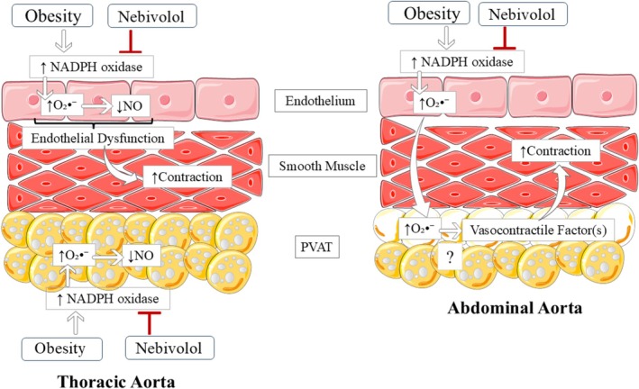 Proposed vasculoprotective mechanism of nebivolol on obesity‐induced dysfunction of the thoracic and abdominal aorta. Thoracic aorta: obesity induces endothelial dysfunction associated with the overproduction of O2•−and reduced NO bioavailability, resulting in hypercontractility. No change in the anticontractile effect of thoracic PVAT was detected. Nebivolol reversed the endothelial dysfunction by inhibiting NADPH oxidase activity and O2•−generation. Abdominal aorta: obesity induces a pro‐contractile phenotype of the abdominal PVAT via an endothelium‐dependent mechanism mediated by O2•−. Nebivolol restored PVAT function by inhibiting NADPH oxidase activity and O2•−generation. NO: nitric oxide; O2•−: superoxide; PVAT: perivascular adipose tissue; (?): uncertain mechanism.