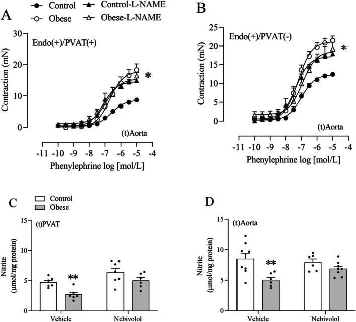 Effects of L‐NAME on obesity‐induced vascular hypercontractility in the thoracic aorta. Concentration‐response curves to phenylephrine were obtained in the thoracic aorta [(t)Aorta] with intact endothelium [Endo(+)] in the presence [PVAT(+)] or absence of PVAT [PVAT(−)] following a 30‐min incubation with L‐NAME (100 μmol/L) (A, B). The concentration of nitrite in the (t)Aorta or thoracic PVAT [(t)PVAT] was determined colorimetrically (C, D). Values are given as means ± SEM ofn= 5–9 rats. Compared to the control group;**Compared to the control, nebivolol and obese‐nebivolol groups (p< 0.05; two‐way ANOVA followed by Tukey's post hoc test). The asterisk () denotes significant differences in either Emaxor pD2values (provided in Table2).