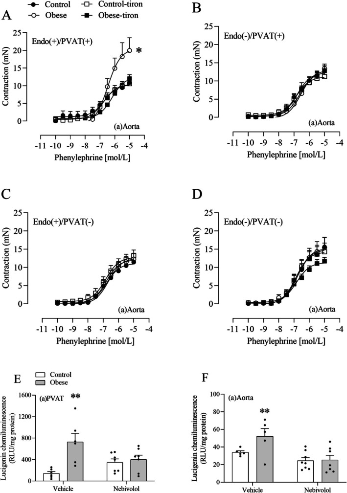 Tiron reverses obesity‐induced hypercontractility in the abdominal aorta. Concentration‐response curves to phenylephrine were obtained in the abdominal aorta [(a) Aorta] with intact [Endo(+)] or denuded endothelium [Endo(−)] in the presence [PVAT(+)] or absence of PVAT [PVAT(−)] after incubation (30 min) with tiron (1 mmol/L) (A–D). NADPH oxidase‐derived O2•−was determined in the (a) Aorta and its PVAT [(a) PVAT] using the lucigenin chemiluminescence assay (E, F). Values are given as means ± SEM ofn= 6–9 rats. Compared to the control, control‐tiron, and obese‐tiron groups;**Compared to the control, nebivolol and obese‐nebivolol groups (p< 0.05; two‐way ANOVA followed by Tukey's post hoc test). The asterisk () denotes significant differences in either the Emaxor pD2values (provided in Table2).