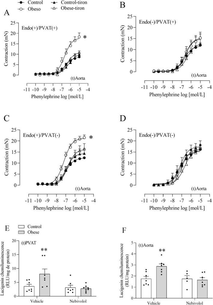 Tiron reverses obesity‐induced vascular hypercontractility in the thoracic aorta. Concentration‐response curves to phenylephrine were obtained in the thoracic aorta [(t)Aorta] with intact [Endo(+)] or denuded endothelium [Endo(−)] in the presence [PVAT(+)] or absence of PVAT [PVAT(−)] after incubation (30 min) with tiron (1 mmol/L) (A–D). NADPH oxidase‐derived O2•−was measured in the (t)Aorta and its PVAT [(t)PVAT] using the lucigenin chemiluminescence assay (E, F). Values are given as means ± SEM ofn= 5–9 rats. *Compared to the control, control‐tiron, and obese‐tiron groups;**Compared to the control, nebivolol and obese‐nebivolol groups (p< 0.05; two‐way ANOVA followed by Tukey's post hoc test). The symbols * and ** denote differences in the Emaxor pD2values (provided in Table2).