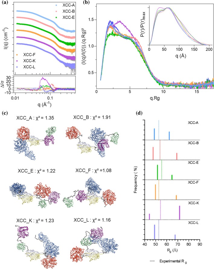 SAXS profile and modeling of the trifunctional assemblies. (a) Experimental SAXS profiles for the XCC_complexes, shown in distinct colors and vertically offset by powers of 10 for clarity. Residuals (bottom curves) are plotted relative to the XCC‐A scattering profile. (b) Dimensionless Kratky plots of the superimposed scattering data. Normalized pair‐distance distribution functionP(r), scaled to their respectiveP(r)_max, is also shown in inset. (c) Most representative DADIMODO models for the six assemblies. Cel9R is shown in blue, Cel8A in red, XynCD (GH11) in violet, CBM6 in green and Jo–In in gray/yellow. (d) Bar plots ofRgvalues and relative abundances obtained from Minimal Ensemble Search (MES); dashed lines indicate experimentally obtainedRgvalues.