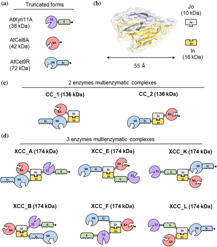 Schematic representation of the recombinant multienzymatic complexes analyzed in this study. (a) Truncated forms (lacking the dockerin and intermodular linker) of the glycoside hydrolases (GHs) and their carbohydrate‐binding module (CBM) used in the assemblies. Numbers indicate the GH family of the catalytic modules (GH11, GH8, GH9) or the CBM family (CBM6, CBM3c). (b) The Jo‐In biomolecular welding system composed of Jo (10 kDa) and In (16 kDa) domains. (c) Bifunctional multienzymatic complexes (CC_1 and CC_2; 136 kDa each) consisting ofAtCel9R fused to the N terminus of In, combined withAtCel8A fused at either the N or C terminus of Jo. (d) Trifunctional multienzymatic complexes (6 XCC constructs labeled from A to L; 174 kDa each) generated using a chimeric Jo domain bearing two enzymes at its termini as shown in the Figure (with a C‐terminal His6tag, designated –•) and an In domain fused to a third enzyme at either its N‐ or C‐terminus. Since the termini of In are structurally antiparallel to those of Jo, the enzymes appear on the right side of the In protein in the schematic, even though they are actually fused to its N‐terminus.