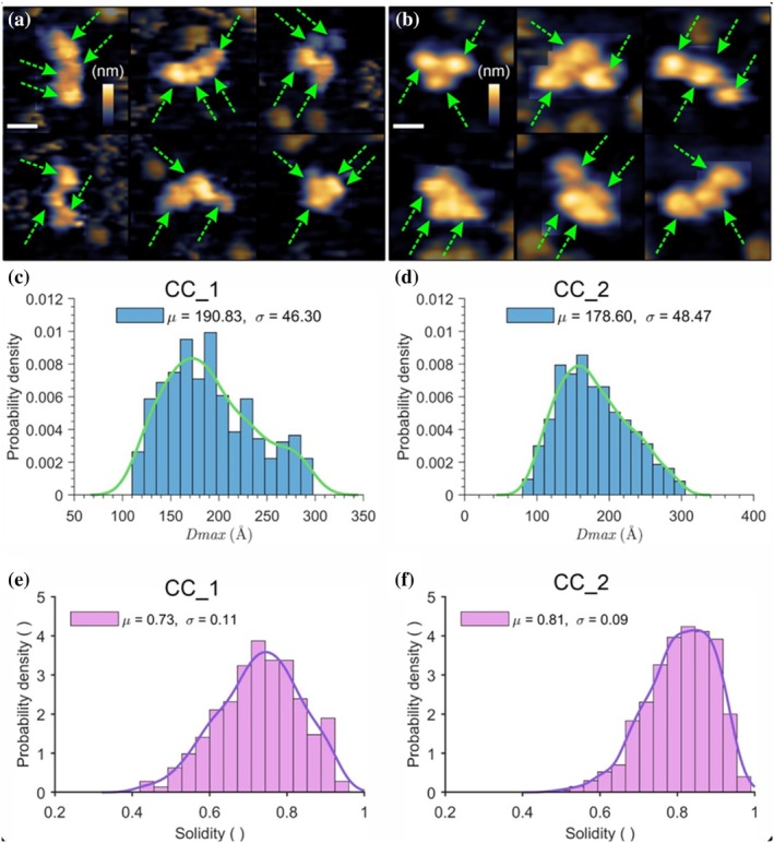 AFM imaging. Representative particles of CC_1 (a) and CC_2 (b) adsorbed on HOPG. CC_1 commonly displays elongated, anisotropic shapes, whereas CC_2 predominantly appears compact and near‐circular. The right panels show an alternative conformation, included to illustrate the natural variability in particle shape for each construct. Individual subunits, when visible, are indicated by green arrows; no subunit assignment was attempted. For easier visualization, the background intensity in panels a and b has been reduced. (c, d) Distribution ofDmaxfor CC_1 359 particles (c) and 1108 CC_2 particles (d) on HOPG. (e, f) Distribution of solidity values for CC_1 (e) and CC_2 (f). Colored lines above the histograms represent the corresponding kernel density estimates. Mean values and standard deviations are indicated. Scale bars are 5 nm. False‐color height scales are shown in the corresponding panels and span 5 nm (a, b).