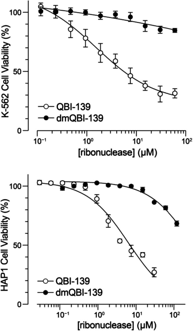 Effect of reductive methylation on the toxicity of ribonucleases for two human cell lines. Values of IC50(mean ± SD,n= 3) are K‐562: QBI‐139, 2.3 ± 0.2 μM; dmQBI‐139, >100 μM; HAP1: QBI‐139, 6.5 ± 1.3 μM; and dmQBI‐139, 301 ± 43 μM.