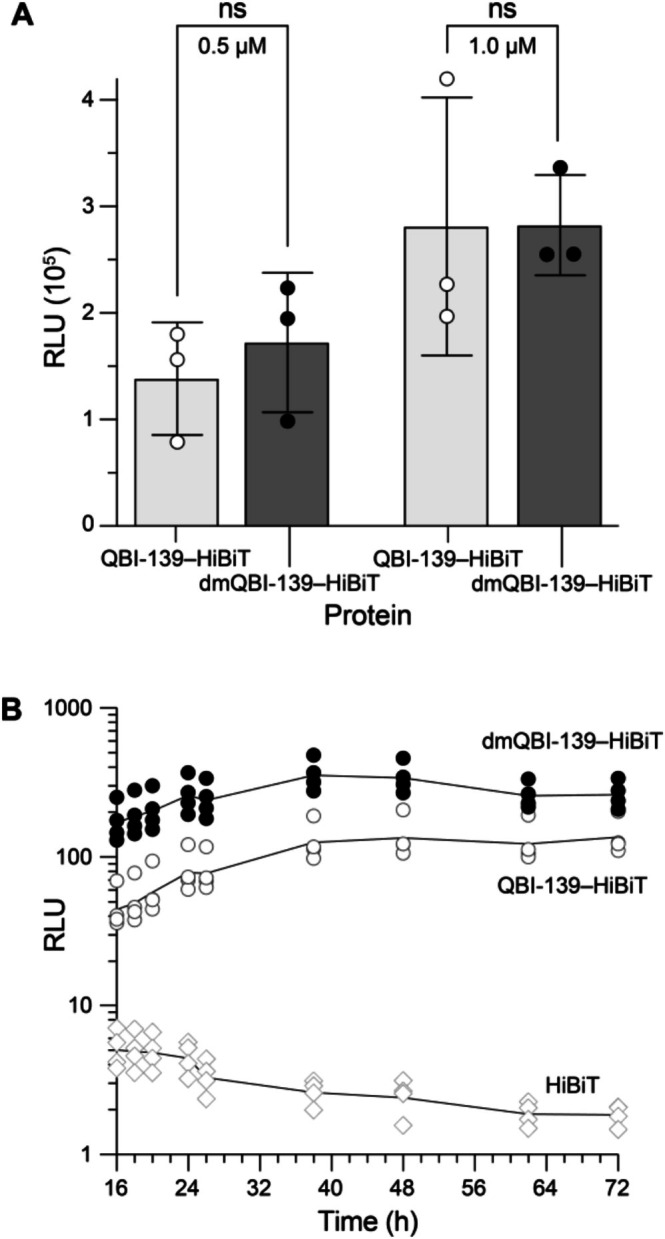 Effect of reductive methylation on cellular uptake and stability using protein–HiBiT conjugates and HEK 293 AAV LgBiT cells. (A) Luminescence observed after 24 h of incubation from two protein concentrations. Values are the mean ± SD (n= 3). (B) Luminescence observed over time after incubation with protein–HiBiT conjugates or HiBiT peptide (100 nM). The lines trace the mean value (n= 4).