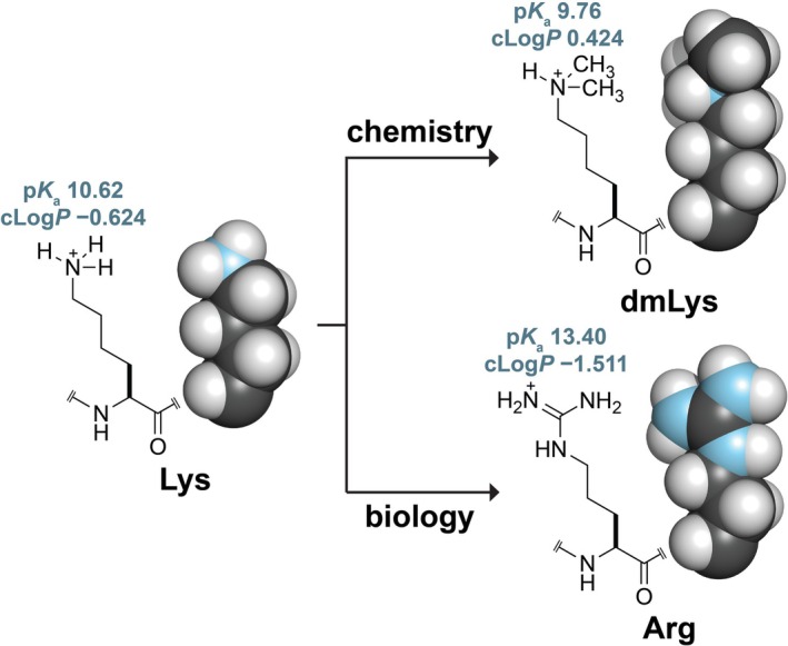 Conservative chemical and biological alterations to anl‐lysine residue (Lys). Lys can be converted to aNε,Nε‐dimethyl‐l‐lysine residue (dmLys) by reductive methylation. Lys can be converted to anl‐arginine residue (Arg) by site‐directed mutagenesis. pKaand cLogpvalues are for the conjugate acids of methylamine (Lys) [28], trimethylamine (dmLys) [28], and methylguanidine (Arg) [29]. Side chains are depicted as space‐filling models.