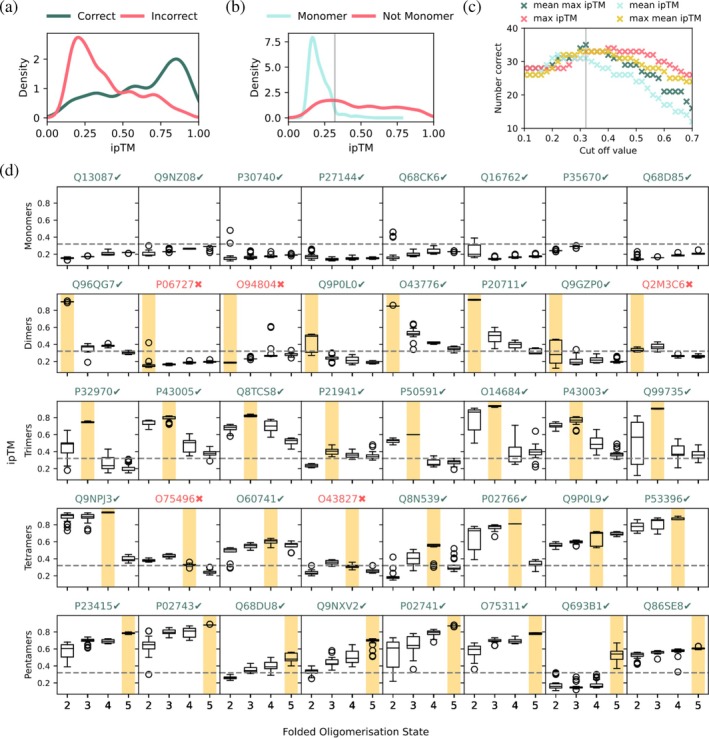 ipTM scores from AlphaFold2 Multimer correctly predict oligomeric states. (a) Probability distribution plot of ipTM scores for 32 known multimeric proteins predicted in the correct (green) and incorrect (pink) oligomeric states. (b) Probability distribution plot of ipTM scores for 8 known monomeric proteins predicted with 2,3,4,5 subunits (blue) and 32 known multimeric proteins predicted with 2,3,4,5 subunits (pink). The gray line indicates the cut‐off ipTM value of 0.32. (c) Number of correctly assigned oligomeric states (out of 40) vs. cut‐off value selected for 4 different methods to distinguish between monomeric and multi‐subunit proteins. The gray line indicates the optimal cut‐off ipTM value of 0.32. (d) Box plots showing individual ipTM scores for different folded oligomeric states across the test set of 40 proteins with the correct oligomeric state highlighted in yellow. The dashed line indicates the cut‐off ipTM value of 0.32. UniProt IDs are noted in green for correct predictions and red for incorrect ones.