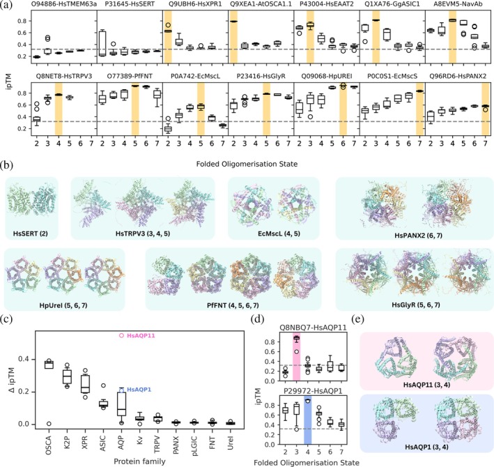 Application to membrane proteins. (a) Box plots showing individual ipTM scores for different folded oligomeric states (2–7) across a curated set of 14 membrane proteins with the correct oligomeric state highlighted in yellow. The dashed line indicates the previously determined AF2‐M cut‐off ipTM value of 0.32. UniProt IDs and common protein names are shown. (b) Structural predictions of select membrane proteins in various oligomeric states. Protein names and oligomeric states shown are given below each set of structures. (c) Box plots showing the difference in ipTM (ΔipTM) between the top two folded oligomeric states with the highest mean ipTM for each protein, grouped by family. Each dot in the box plot represents a single protein from the OSCA, K2P, XPR, ASIC, AQP, Kv, TRPV, PANX, pLGIC, FNT, or UreI families. Above the AQP boxplot, points are annotated for HsAQP1 (blue) and HsAQP11 (pink). (d) Boxplots of ipTM scores for each folded oligomerisation state for HSAQP11 and HSAQP1. The correct oligomeric states are shown in pink and blue, respectively. The dashed line represents the cutoff of 0.32. (e) Structural predictions of HsAQP11 and HsAQP1 as trimers and tetramers.