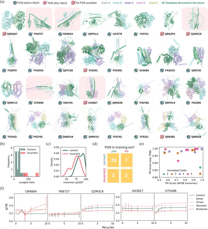 Multimeric structures predicted by AlphaFold2 resemble experimentally determined structures. (a) Snapshots of the top ranked structural predictions in the correct oligomeric state for each multimeric protein (ribbon, colored by chain), aligned with the AFDB prediction of the protein as a monomer (ribbon, dark green). The presence of an experimentally resolved structure in the PDB or AlphaFold2 training set is indicated with an icon near each UniProt ID. The structures of proteins predicted in an incorrect oligomeric state are highlighted in red. (b) Histogram showing the length of the longest helix in the corresponding AFDB monomer structure for proteins predicted in the correct (green) and incorrect (pink) oligomeric states. (c) Probability distribution plot of average monomeric pLDDT values (using the AFDB structure) for proteins predicted with the correct (green) and incorrect (pink) oligomeric states. (d) Two‐way table showing the distribution of proteins with oligomeric states predicted correctly and incorrectly based on whether an experimentally resolved structure exists within the AlphaFold2 training set. (e) TM score between the top ranked AlphaFold2 predicted structure and experimentally resolved structure (if available) plotted against the TM score between the top ranked AlphaFold2 predicted structure and the monomeric structure from the AFDB, colored by annotated oligomerisation state. (f) ipTM scores of the annotated (green) and incorrect (red, various line styles) states across 0, 1, 2, 3, 5, and 10 recycles for incorrectly assigned dimers (left) and incorrectly assigned tetramers (right)