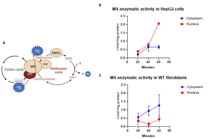 Methionine synthase enzymatic activity in HepG2 cells and control fibroblasts. (A) Schematic representation of incorporation of 5‐[14C]meTHF. (B, C) Kinetic of enzymatic activity of methionine synthase measured after the incorporation of 5‐[14C]‐methyl‐THF in HepG2 cells (A) and control fibroblasts (WT) (B). Cytoplasmic and nuclear fractions were incubated with 5‐[14C]‐methyl‐THF, and [14C]—methionine was measured after 20, 40 and 60 min of incubation; mean ± s.d.,N= 2.