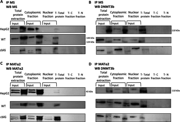 Evidence of protein–protein interaction between methionine synthase (MS), methionine adenosyl‐transferase 2A (MATα2), and DNA methyltransferase 3b (DNMT3b) in total protein extracts, cytoplasmic, and nuclear fractions of HepG2 cells, control, and cblG fibroblasts. (A) Validation of immunoprecipitation of MS in total protein extract, cytoplasmic, and nuclear fractions of HepG2 cells, control (WT), and cblG fibroblasts as described in Figure5A(N= 4). C, cytoplasm; N, nucleus; T, control without antibody which realized immunoprecipitation. (B) Evidence of interaction between MS and DNMT3b. Co‐immunoprecipitation assay was performed on total protein extract, cytoplasmic, and nuclear fractions of HepG2 cells, control (WT), and cblG fibroblasts with an antibody against methionine synthase (MS). Immunoprecipitated samples were subjected to western blot against DNMT3b (N= 3). C, cytoplasm; N, nucleus; T, control without antibody which realized immunoprecipitation. (C) Validation of immunoprecipitation of MATα2 in total protein extract, cytoplasmic, and nuclear fractions of HepG2 cells, control (WT), and cblG fibroblasts as described in Figure5C(N= 3). C, cytoplasm; N, nucleus; T, control without antibody which realized immunoprecipitation. (D) Validation of interaction between MATα2 and DNMT3b. Co‐immunoprecipitation assay was performed on total protein extract, cytoplasmic, and nuclear fractions of HepG2 cells, control (WT), and cblG fibroblasts with antibody against MATα2. Immunoprecipitated samples were subjected to western blot against DNMT3b (N= 3). C, cytoplasm; N, nucleus; T, control without antibody which realized immunoprecipitation.