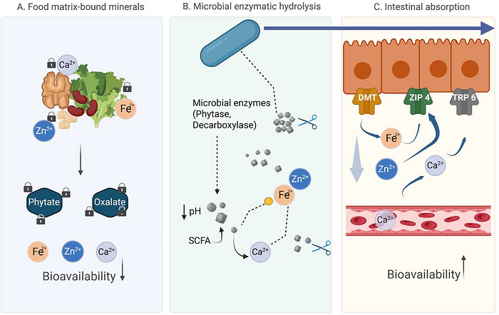 Mechanistic pathways of probiotics in counteracting dietary antinutrients.