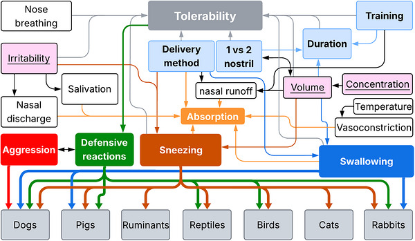 Conceptual summary illustrating factors that influence intranasal drug delivery, their interrelationships and their potential impact on absorption and tolerability. Factors related to the administration technique are shown in light blue rectangles with bold black font, those related to the drug or formulation are shown in pink rectangles with underlined black font, and other factors, including physiological and environmental variables, are shown in white rectangles with black font. The direction of the arrows indicates the influence of the starting rectangle on the ending rectangle (positive or negative effect). Major factors and commonly reported adverse reactions are emphasized with full coloured rectangles and bold white font. Representative adverse events and the species in which they were reported are noted at the bottom of the figure.
