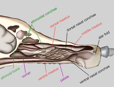 Schematic illustration showing the positioning of the MAD Nasal atomization device in a sagittal section of a mesocephalic large‐breed dog's head (nasal septum removed), emphasizing the importance of correct atomization angle. The nozzle should first be advanced medially beyond the alar fold and then oriented parallel to the rostral surface of the nasal bone, directed toward the ipsilateral eye, which is not visible in this view. The canine nasal cavity contains highly complex conchae that, while increasing the absorptive surface area, may restrict effective clearance and limit spray penetration into caudal regions. As a result, the ethmoidal conchae are unlikely to be reached, and deposition occurs primarily in the rostral nasal cavity. This schematic adapted and redrawn from Jafarbeglou et al. (2018).