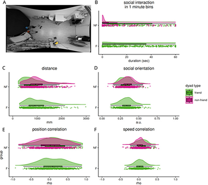 Comparison between friend and non‐friend dyads on the five outcome measures in F and NF groups. (A) Example frame showing a typical testing environment, converted to grayscale except for caps to anonymize children. (B) Durations of manually coded social interactions (second per 1‐min bin) results for all dyads are depicted, with groups (F and NF groups) separated on the y‐axis. Each data point represents the distance of a dyad during a 1‐min time bin of an observation. Where relevant (NF groups), data is divided into dyad type, namely friend dyads (green) and non‐friend dyads (magenta). Raincloud plots are composed of violin plots, boxplots, and datapoints (jittered on y‐axis to aid visibility) providing complementary views of the same samples. (C) Time‐binned distance (mm), details as in B. (D) Social orientation (arbitrary units), where 0 indicates children are facing one another and 1 indicates children facing in opposite directions. (E) Position correlation depicts Spearman correlation coefficients of 1‐min sequences of children's distance from the top‐left of the video. (F) Speed correlation shows Spearman correlation coefficients of the changes in children's positions over consecutive frames in 1‐min sequences.