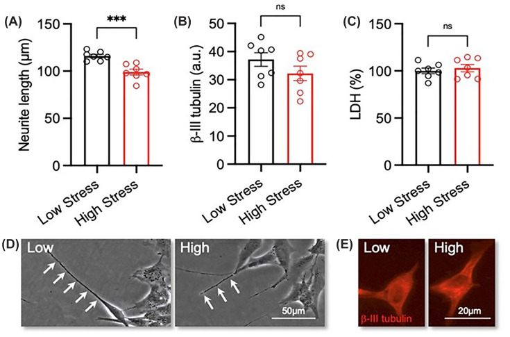 Exposure to maternal serum with a ‘high-stress’ biological signature reduces neurite growth in differentiated SH-SY5Y cellsRA-differentiated SH-SY5Y cells were treated with 3% (v/v) serum with a ‘low-stress’ (n= 7) and ‘high-stress’ (n= 7) biological signature for 72 h. (A) Graphs and (B) representative phase contrast micrographs of neurite length in each experimental group. Neurites are indicated by white arrow heads. Scale bar = 50 μm. (C) Graphs and (D) representative photomicrographs of β-III tubulin (red) expression in each experimental group. Scale bar = 20 μm. (E) Graph of LDH activity expressed as a percentage of control in each experimental group. Data are presented as mean ± SEM and analysed using Student’s unpairedt-test (***P<0.001; n.s. = not significant).