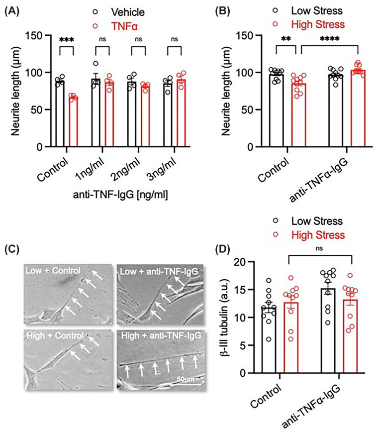 ‘High-stress’ serum-induced deficits in neurite growth are mediated via a TNFα-dependent mechanism(A) Graph of SH-SY5Y cells treated with 20 ng/mL recombinant TNFα and cultured with or without increasing concentrations (1–3 ng/mL) of a TNFα function blocking antibody (anti-TNFα-IgG) for 72 h.N= 4 individual experiments. (B) Graph and (C) representative photomicrographs of SH-SY5Y cells treated with 3% (v/v) ‘low-stress’ and ‘high-stress’ SCOPE serum and cultured with or with 1 ng/mL anti-TNFα-IgG for 72 h. Scale bar = 50 μm. (D) Graph of β-III tubulin expression from the experiment in panel (B).N= 10. Data are presented as mean ± SEM and analysed using a two-way ANOVA (**P<0.01; ***P<0.001; n.s. = not significant).