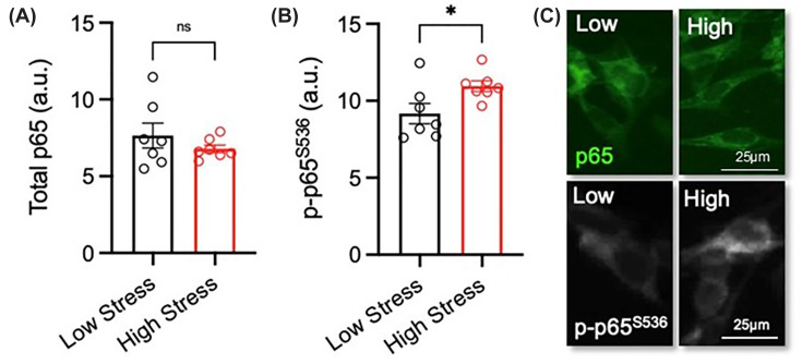 Exposure to serum with a ‘high-stress’ biological signature increases phosphorylation of the Ser536 residue in the NF-κΒ p65 subunit in SH-SY5Y cellsRA-differentiated SH-SY5Y cells were treated with 3% (v/v) serum with a ‘low-stress’ (n= 7) and ‘high-stress’ (n= 7) biological signature for 72 h. (A–C) Graphs and representative photomicrographs of (A–C) total p65 (green) and (B,C) phospho-serine 536 p65 (p-p65S536) (greyscale). Scale bar = 25 μm. Data are presented as mean ± SEM and analysed using Student’s unpairedt-test (*P<0.05; n.s. = not significant).