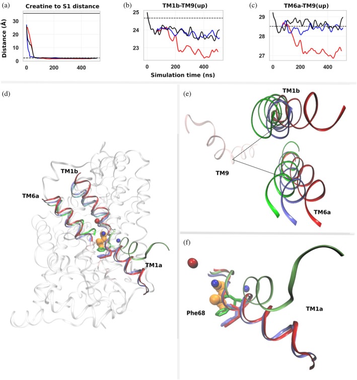 Creatine entry into the S1 site and conformational changes of TM1b, TM6a, and TM1a during cf‐sMD simulations. Distances and structural comparisons describing creatine transport toward the S1 binding site and the relative conformations of TM helices. (a) Distance between the center of mass (COM) of creatine and residues defining the S1 binding site during three independent simulations (black, blue, and red). The solid horizontal line indicates the corresponding distance in the outward‐open homology model used as the starting structure, and the dashed line indicates the distance observed in the inward‐occluded crystal structure (PDB9KRH) shown for reference. (b) COM distance between TM1b and the upper segment of TM9 (TM9(up)) during the simulations. (c) COM distance between TM6a and TM9(up) during the simulations. For panels (a–c), the x‐axis represents simulation time (ns), and the y‐axis represents distance (Å). Traces correspond to locally averaged distances calculated using a 1 ns sliding window. Simulations were performed for 500 ns. (d) Structural overview of the creatine transporter (CRT), highlighting TM1b, TM6a, and TM1a, shown as ribbon representations. Creatine is shown as orange spheres, sodium ions as blue spheres, and chloride ions as red spheres. (e) Superposition of TM1b and TM6a from three structural states: the equilibrated outward‐open homology model used as the starting structure (red), the inward‐occluded crystal structure (green; PDB9KRH), and the conformation obtained at the end of the cf‐sMD simulation (blue). (f) Superposition of TM1a across the same three conformational states shown in (e), with Phe68 shown in stick representation.