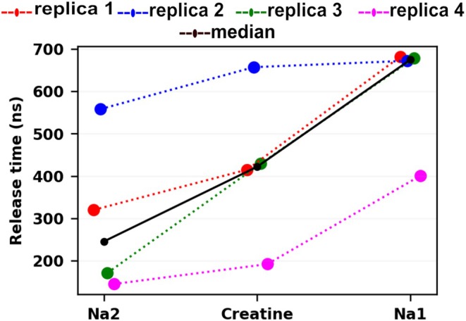 Release times for Na2, creatine, and Na1 during the 5 pN release stage of the hybrid cf‐sMD and tMD protocol. Release times (ns) measured from the start of targeted molecular dynamics (tMD), witht= 0 corresponding to tMD initiation from the 150 ns outward‐occluded starting structure. Colored dotted lines connect sequential release events within each replica (replicas 1–4), and the black line shows the median release time across replicas 1–4 at each step. The corresponding numerical values are provided in TableS1in DataS1.