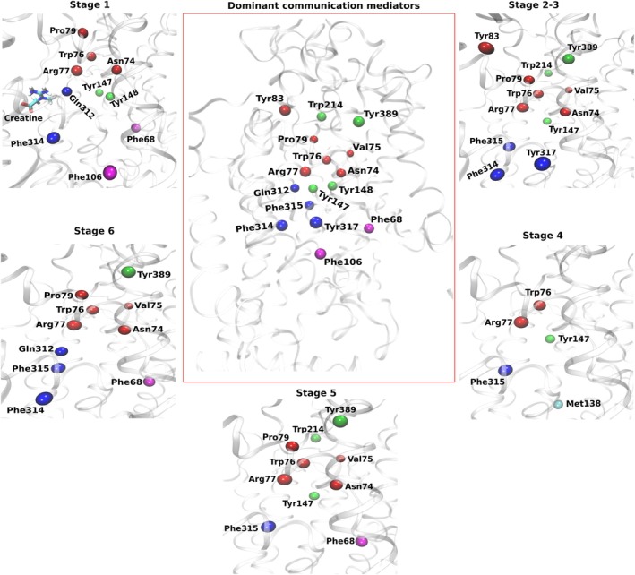 Dynamic network analysis of long‐range communication during creatine transport. Dominant communication mediators identified from bottleneck analysis across the transport cycle. Stage definitions are the same as those used in the contact analysis (stages 1–5), with stage 6 representing the post‐release state after creatine exit. The central panel shows the combined set of dominant communication mediators observed across all the stages, while the surrounding panels display mediators identified for each individual stage. Residues are shown as spheres and labeled. Colors indicate mediator groups: red, TM1 backbone residues; blue, TM6 residues adjacent to the S1 region; green, relay residues linking helices and loops; magenta, aromatic residues toward the intracellular vestibule. Complete mediator lists are provided in TablesS6–S11(DataS2).