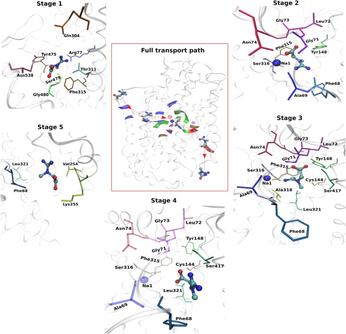 Stage‐wise residues interacting with creatine along the complete transport pathway. Representative structural snapshots illustrating creatine interactions with surrounding residues during five stages of transport. The central panel shows the overall trajectory of creatine as it passes through the transporter, with a red arrow indicating the pathway. The surrounding panels show the residues at individual stages. (Stage 1) Creatine entry from the extracellular vestibule toward the primary binding site (S1). (Stage 2) S1‐bound configuration associated with outward occlusion. (Stage 3) S1‐bound state during transition toward inward‐open conformations. (Stage 4) Destabilization of S1 pocket interactions preceding release. (Stage 5) Creatine progression along the intracellular exit pathway. Residues shown correspond to the most representative creatine‐contact residues at each stage, while the complete lists of contacts are provided in TablesS1–S5(DataS2). In stage 4, selected residues are partially faded to indicate weakening interactions preceding release. Protein residues are shown as sticks and labeled; creatine is shown in stick representation, and Na1 is shown as a blue sphere whenever it contributes to the interaction.