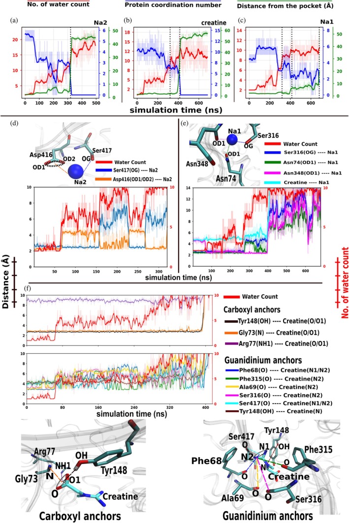 Local hydration, protein coordination, and anchor‐distance analysis for Na2, creatine, and Na1 during intracellular release at 5 pN for a representative replica (replica 1). (a–c) Time series for Na2 (a), creatine (b), and Na1 (c). For each species, the number of water molecules within 3.5 Å (red), the number of nearby protein polar donor atoms (O, N, S) within 3.5 Å (blue), and the center‐of‐mass (COM) distance between the species and residues within 3.5 Å of the species (green) are plotted over simulation time. Dotted vertical lines mark the release times reported in Figure2and TableS1(DataS1). Analyses for all four independent replicas are provided in FigureS5(DataS1). (d) Hydration and anchor‐distance analysis for Na2. Distances are shown for Ser417(OG)‐Na2 (blue) and Asp416(OD1/OD2)‐Na2 (orange), alongside the number of water molecules within 3.5 Å of Na2 (red). For Asp416, the plotted value represents the minimum OD1/OD2‐Na2 distance at each frame. (e) Hydration and anchor‐distance analysis for Na1. Distances are shown for Ser316(OG)‐Na1 (blue), Asn74(OD1)‐Na1 (green), Asn348(OD1)‐Na1 (magenta), and creatine‐Na1 (cyan), along with the number of water molecules within 3.5 Å of Na1 (red). (f) Hydration and anchor‐distance analysis for creatine. Anchor distances are grouped into carboxylate‐side contacts (Tyr148(OH)‐creatine(O/O1), Gly73(N)‐creatine(O/O1), Arg77(NH1)‐creatine(O/O1)) and guanidinium‐side contacts (Phe68(O)‐creatine(N1/N2), Phe315(O)‐creatine(N2), Ala69(O)‐creatine(N2), Ser316(O)‐creatine(N2), Ser417(O)‐creatine(N1/N2), Tyr148(OH)‐creatine(N)). Distances involving equivalent atoms (OD1/OD2, O/O1, or N1/N2) represent the minimum value per frame. Distances are shown on the left y‐axis (Å), water counts on the right y‐axis (red), and the shared x‐axis corresponds to simulation time (ns). The complete list of anchor pairs is provided in TableS2(DataS1); individual replica plots are shown in FiguresS6–S8.