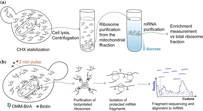 Sequence‐based methods to study local translation. (a) Purification‐based methods typically rely on stabilization of mitochondria‐associated translating ribosomes by cycloheximide (CHX), mild cell lysis, and purification of the mitochondria by differential centrifugation. The resulting fractions are used to purify mRNAs and compare their abundance between the samples by sequencing, qPCR, or microarrays. (b) Proximity biotinylation methods rely on biotin ligase BirA placed on the outer membrane (OMM) that biotinylates mitochondria‐associated ribosomes in living cells over a short time period. Biotinylated ribosomes are purified from the total ribosomal fraction on streptavidin affinity resin and treated with RNAse to digest the mRNAs. Undigested mRNA fragments protected by ribosomes are sequenced and aligned to gene sequences. The read density on biotinylated ribosomes compared to total ribosomes shows when during translation the RNC is recruited to the OMM.
