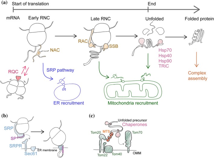 ER and mitochondria targeting pathways in the context of protein maturation. (a) General co‐translation chaperones like nascent chain associated complex (NAC), ribosome‐associated complex (RAC), and co‐translational Hsp70 (SSB) can bind the ribosome‐nascent chain complex (RNC) throughout the translation process. The finished unfolded nascent chain is bound by post‐translational chaperones like Hsp70, Hsp40, Hsp90, and TRiC that promote its folding. Translation pauses can be recognized and resolved by the ribosome quality control (RQC). The signal recognition particle (SRP) pathway acts early during translation to deliver RNC to the ER (blue lines). Most mitochondrial proteins are delivered to mitochondria after translation is finished, but some are recruited at the RNC stage. Cytosolic protein complex assembly can start before translation is finished. (b) SRP acts by binding the signal peptide (SP) after it emerges from the ribosome. SRP halts translation and delivers the RNC to the ER surface by binding the SRP receptor (SRPR). Then the ribosome binds the Sec61 channel and translation is resumed. (c) Mitochondria mostly import unfolded proteins bound by chaperones. The N‐terminal mitochondrial targeting signal (MTS) binds the outer mitochondrial membrane (OMM) receptors Tom20 and Tom22 and then the protein is translocated through the pore‐forming subunit Tom40. The receptor Tom70 can bind chaperones promoting protein import.