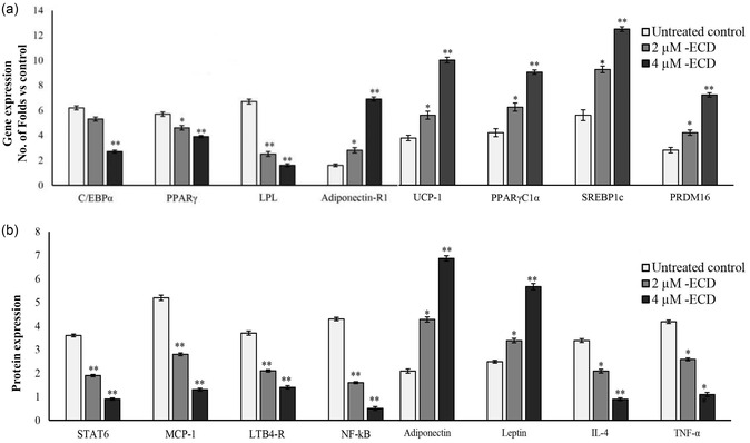 Evaluation of the adipocyte metabolism and mitochondrial biogenesis. The effect of ECD on maturing adipocytes was assessed 14 days post‐treatment by (a) qRT‐PCR and (b) ELISA. Data were expressed as means ± SD. * and ** Statistically significant comparison with the untreated control atp≤ 0.05 andp≤ 0.001, respectively.
